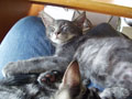 micah and jasper asleep in my lap.jpg